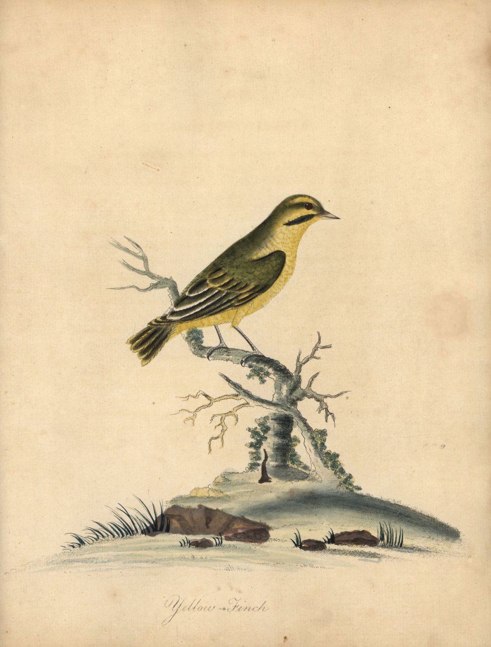 Sárga pinty, Fringilla butyracea. Kihalt? Kézzel színezett rézmetszet William Hayes illusztrációjáról az Osterly Park menagery ritka és kíváncsi madarak portréiból (London: Bulmer) alkotó: William Hayes