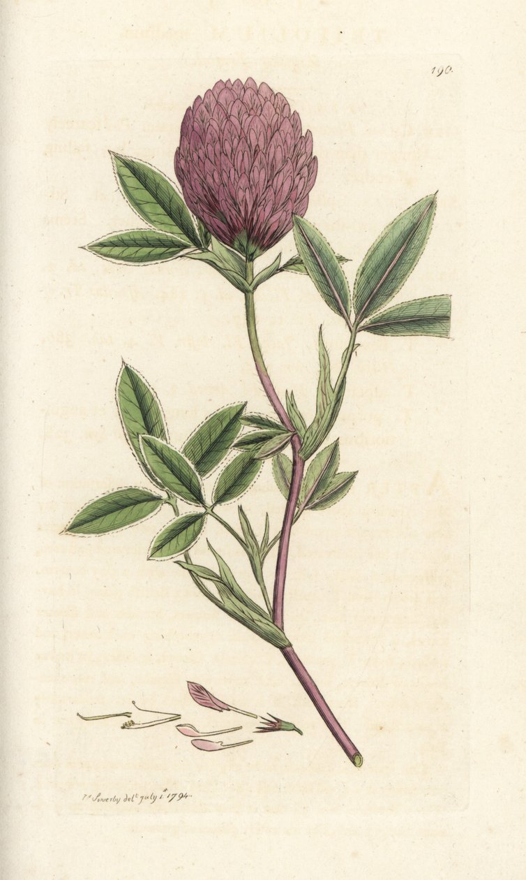 Cikcakkos lóhere vagy lóhere, Trifolium medium. Kézzel színezett rézmetszet James Sowerbytől, James Smith English Botany, London alkotó: William Hayes