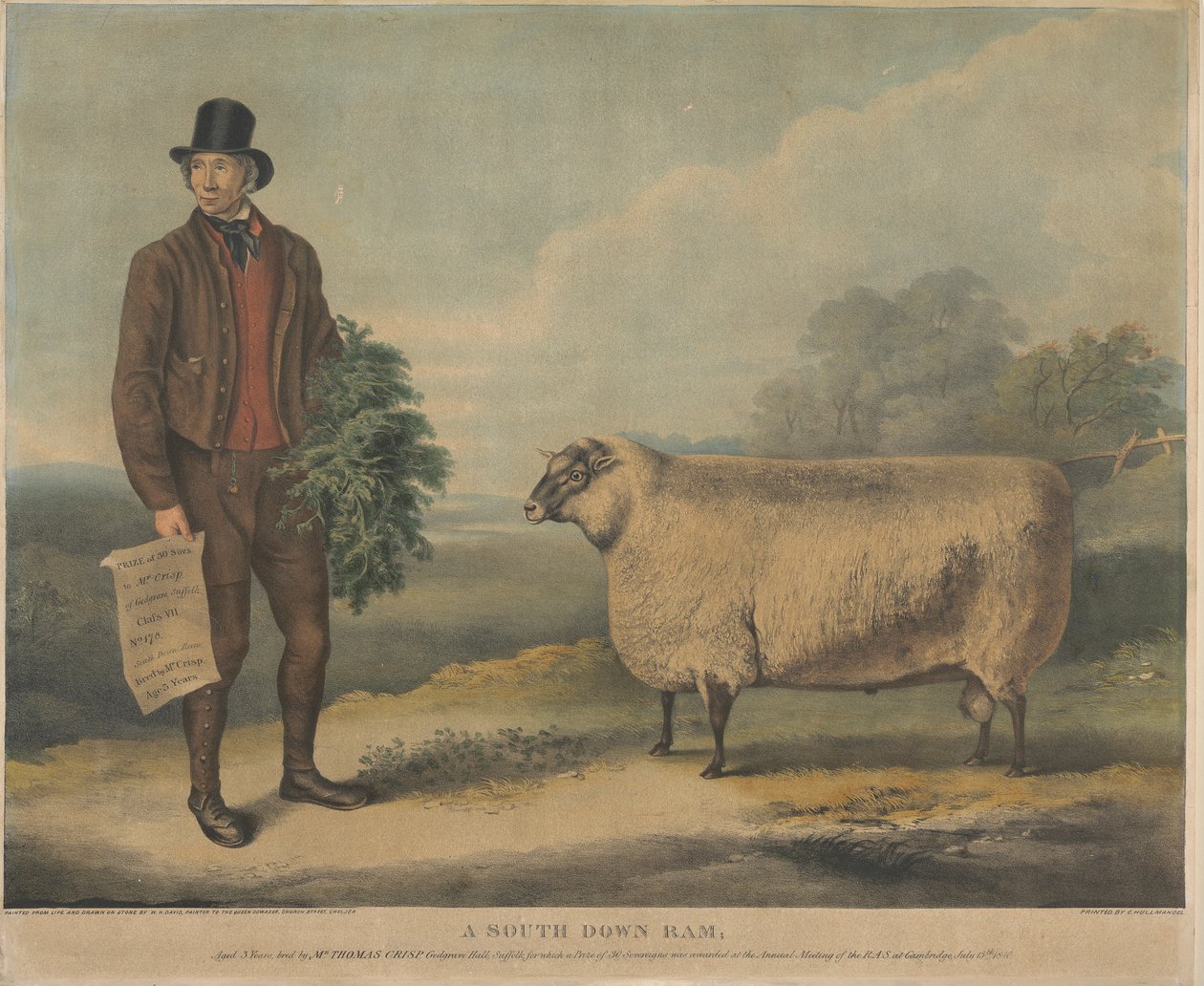Egy South Down Ram; 3 éves, tenyésztője: Mr. Thomas Crisp, Gedgrave Hall, Suffolk, amelyért 30 Severeigns-díjat ítéltek oda az R.A.S. éves találkozóján. Cambridge-ben, 1840. július 15-én alkotó: William Henry Davis