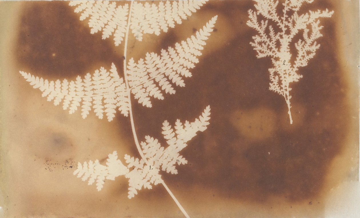 1. Bénulás. 2. Alga, 1839. alkotó: William Henry Fox Talbot