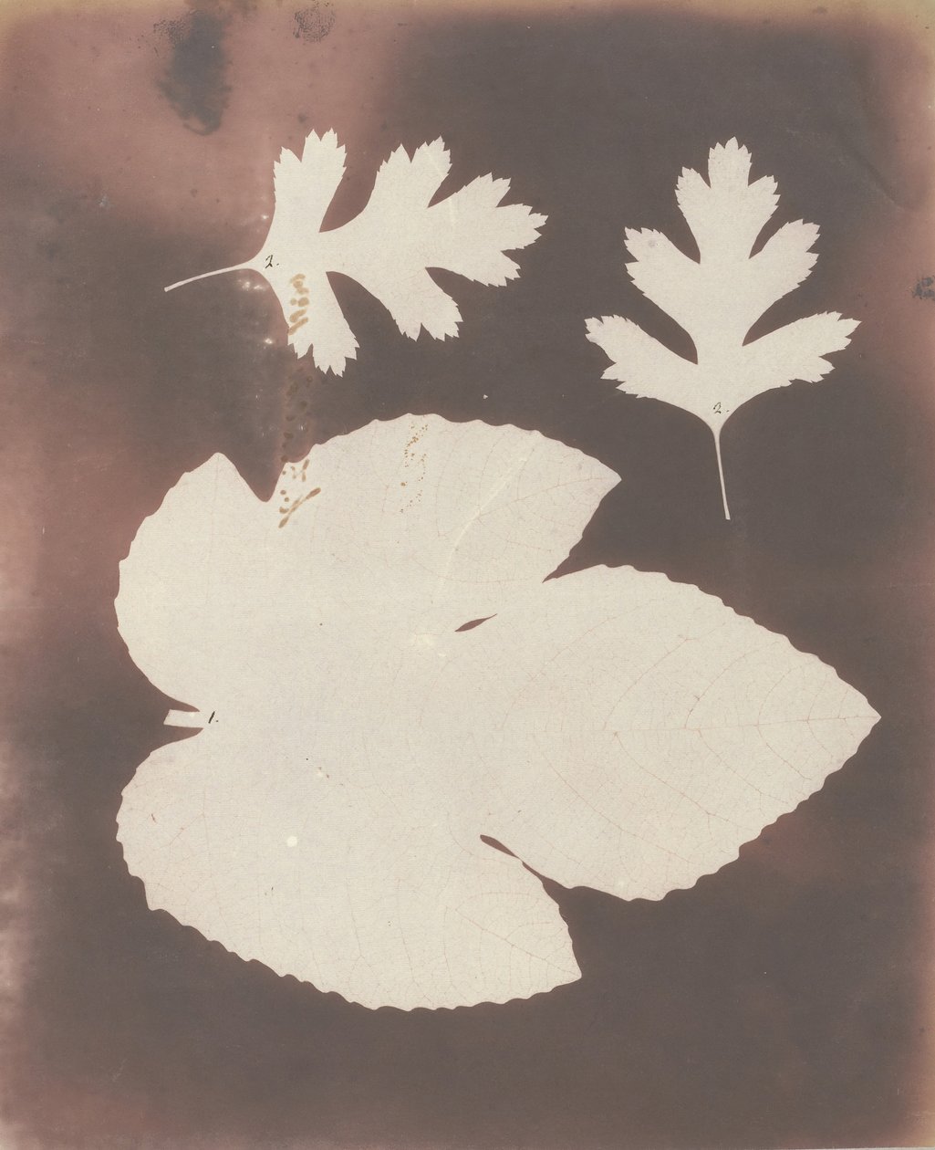 1. Fügelevél. 2. Fehér tövislevél, 1839. alkotó: William Henry Fox Talbot