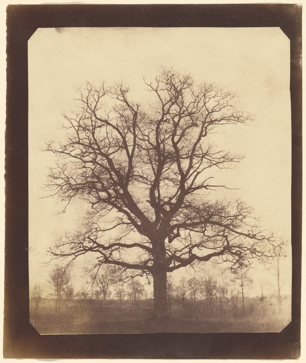 [Egy tölgyfa télen] alkotó: William Henry Fox Talbot