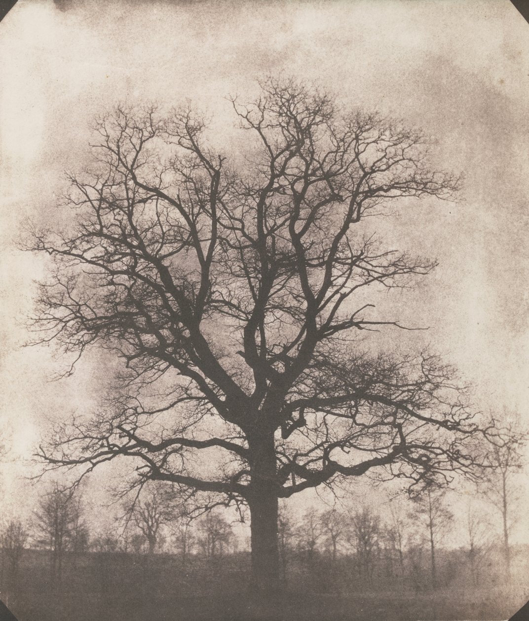 Egy tölgyfa télen, 1892-93 körül (kalotípus negatív) alkotó: William Henry Fox Talbot