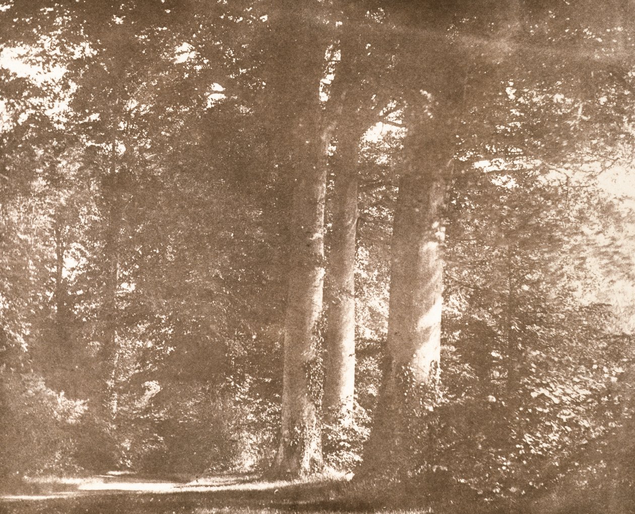 Bükkfák, Lacock Abbey, 1844 körül (szépia fotó) alkotó: William Henry Fox Talbot