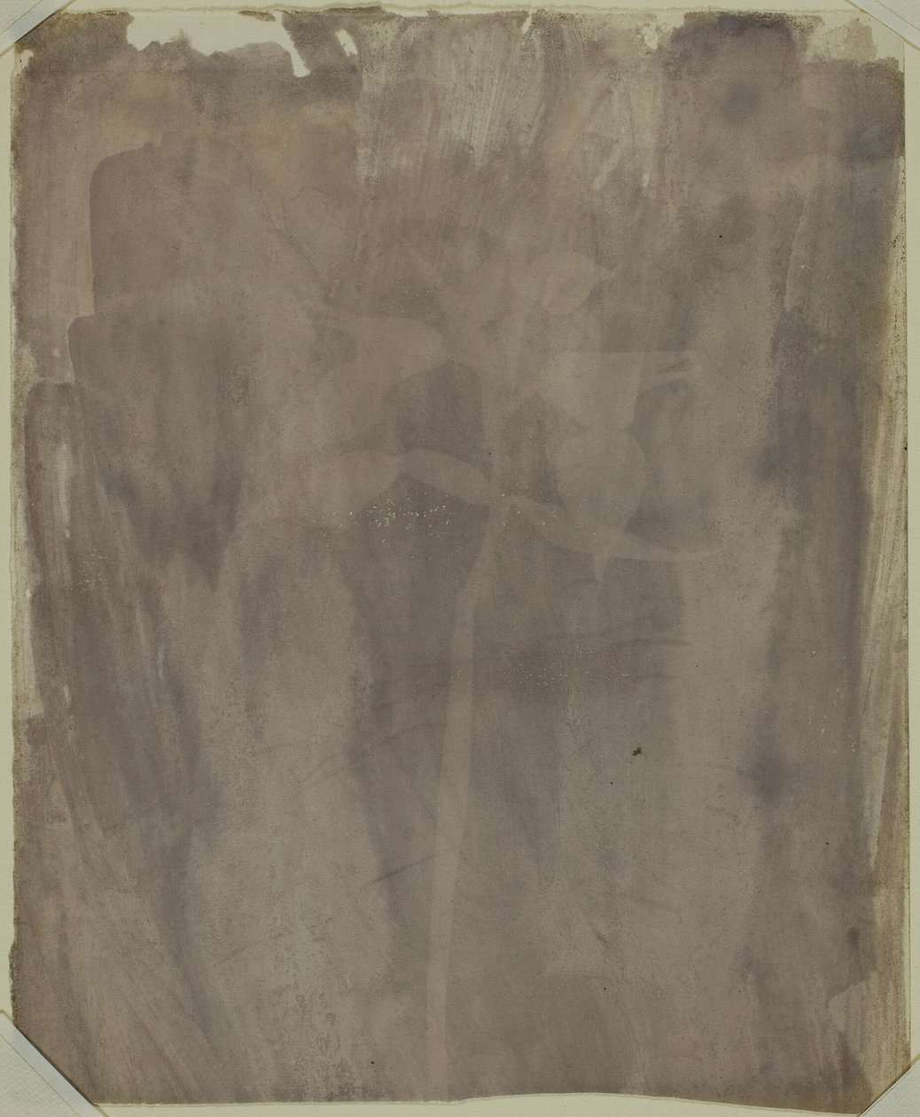 Botanikai minta alkotó: William Henry Fox Talbot