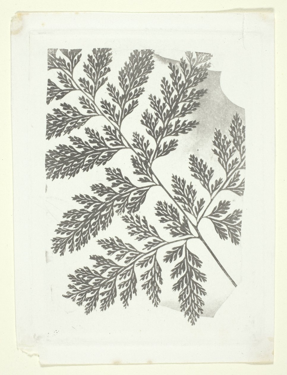 Páfrányfenyő ága alkotó: William Henry Fox Talbot