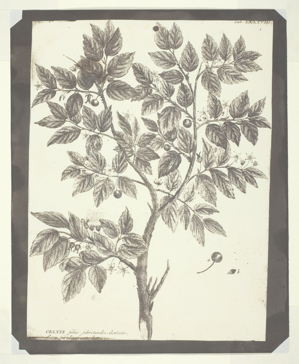 A "Celtis" botanikai metszetének másolata alkotó: William Henry Fox Talbot