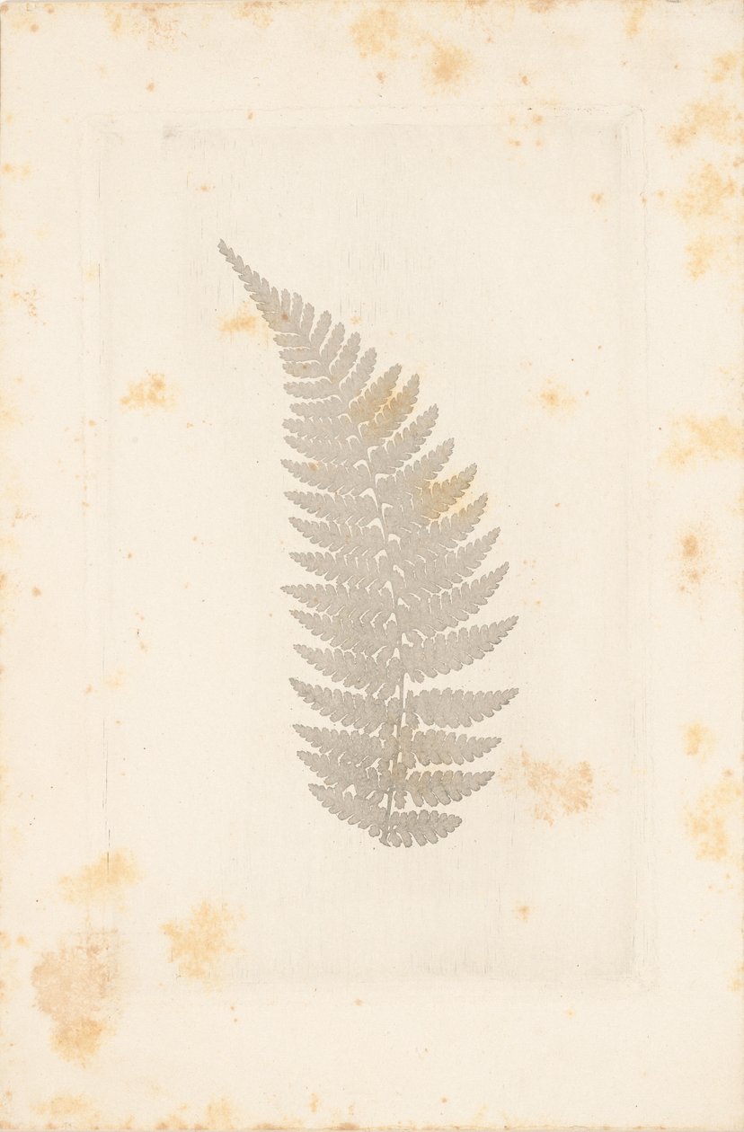 [Far] alkotó: William Henry Fox Talbot