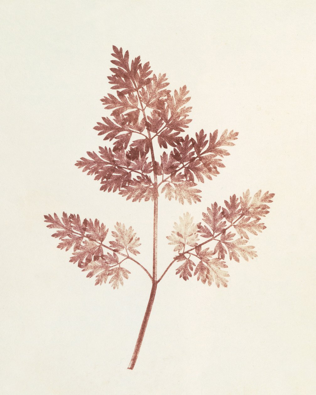 Levéllevelek, 1843 alkotó: William Henry Fox Talbot