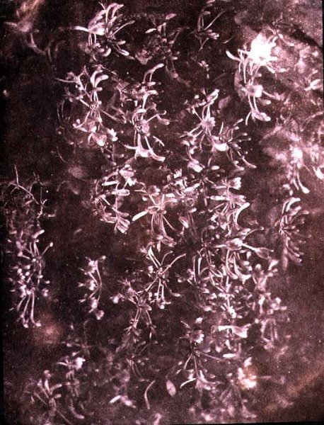 Lonc, 1840. június (szépia fotó) alkotó: William Henry Fox Talbot