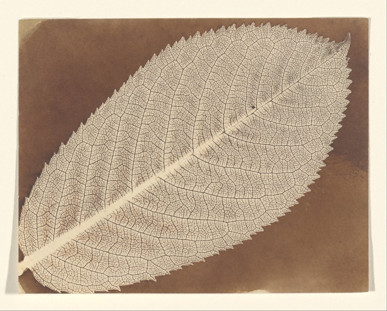 [Lap] alkotó: William Henry Fox Talbot