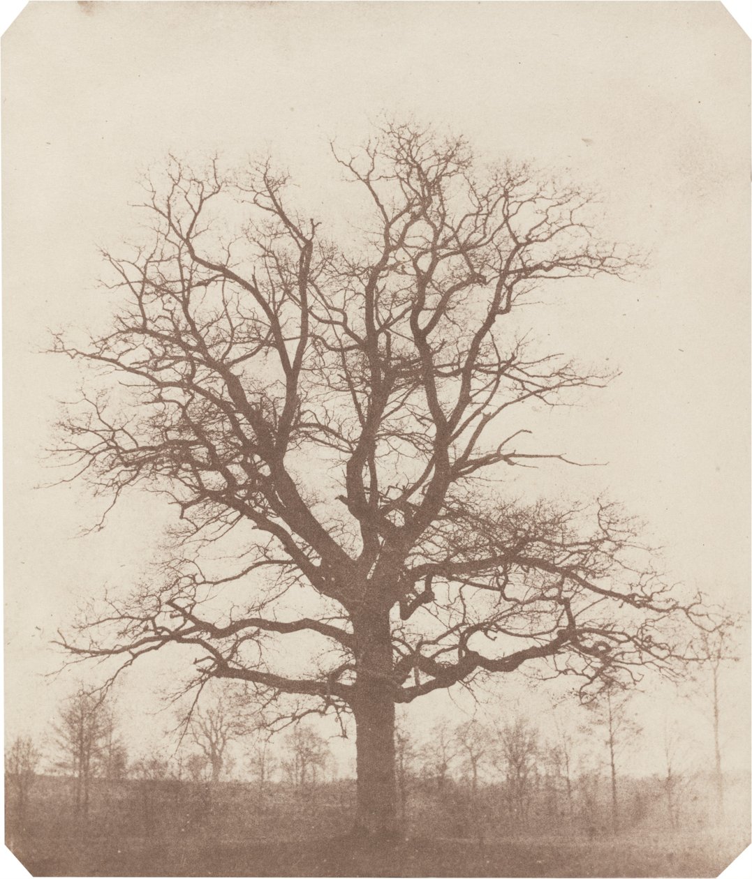 Tölgyfa alkotó: William Henry Fox Talbot