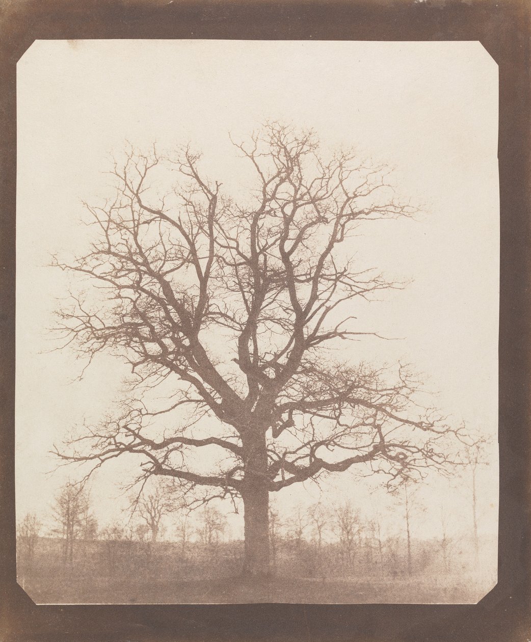 Tölgyfa télen alkotó: William Henry Fox Talbot