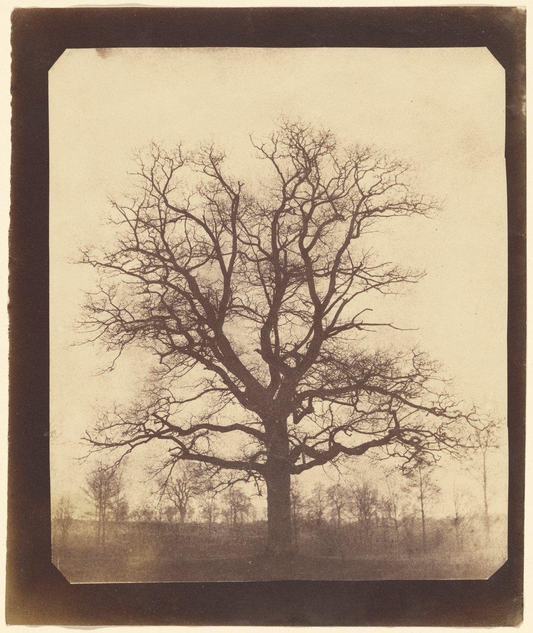 Tölgyfa télen alkotó: William Henry Fox Talbot