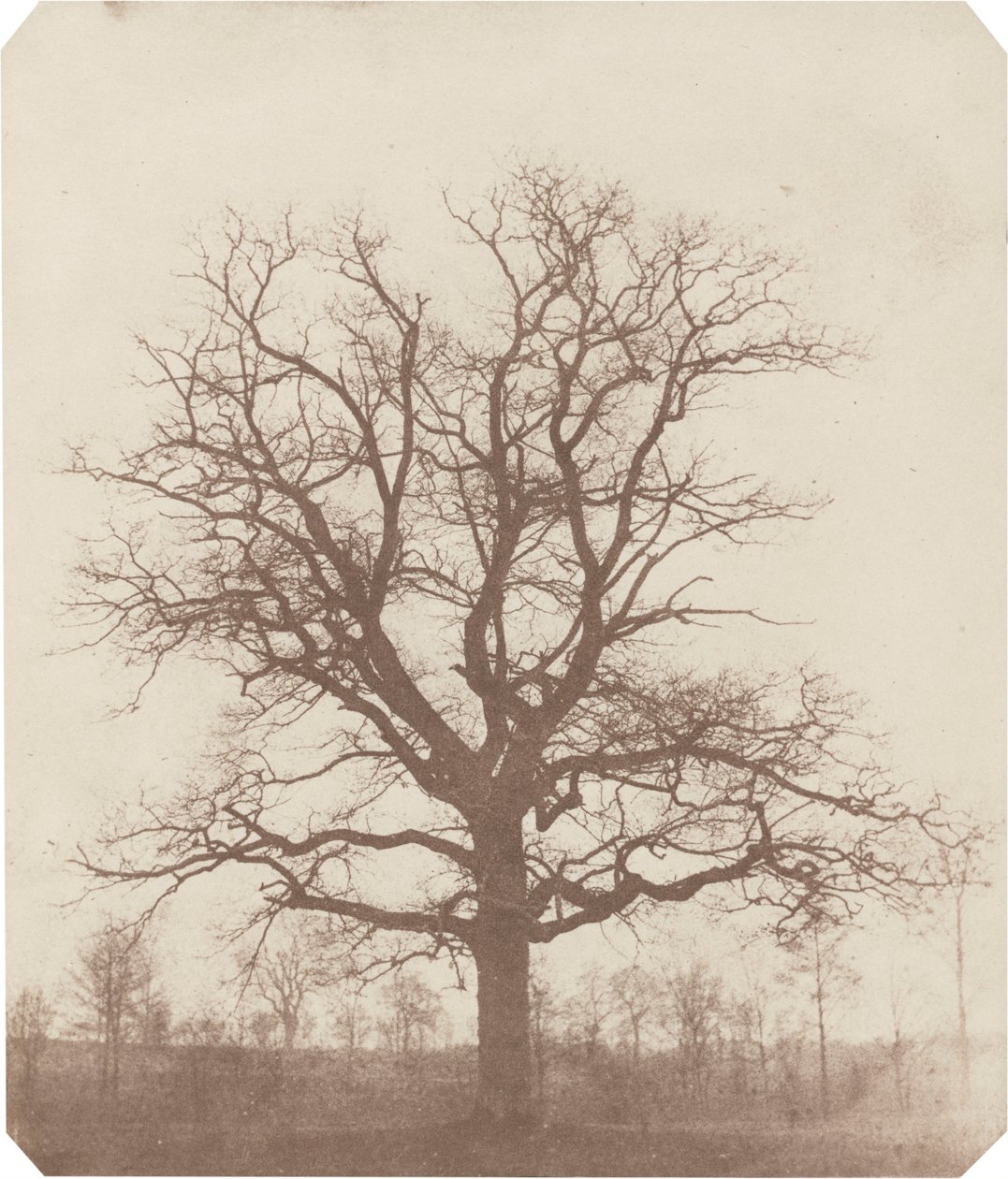 Tölgyfa,1840-es évek közepe (fotó) alkotó: William Henry Fox Talbot