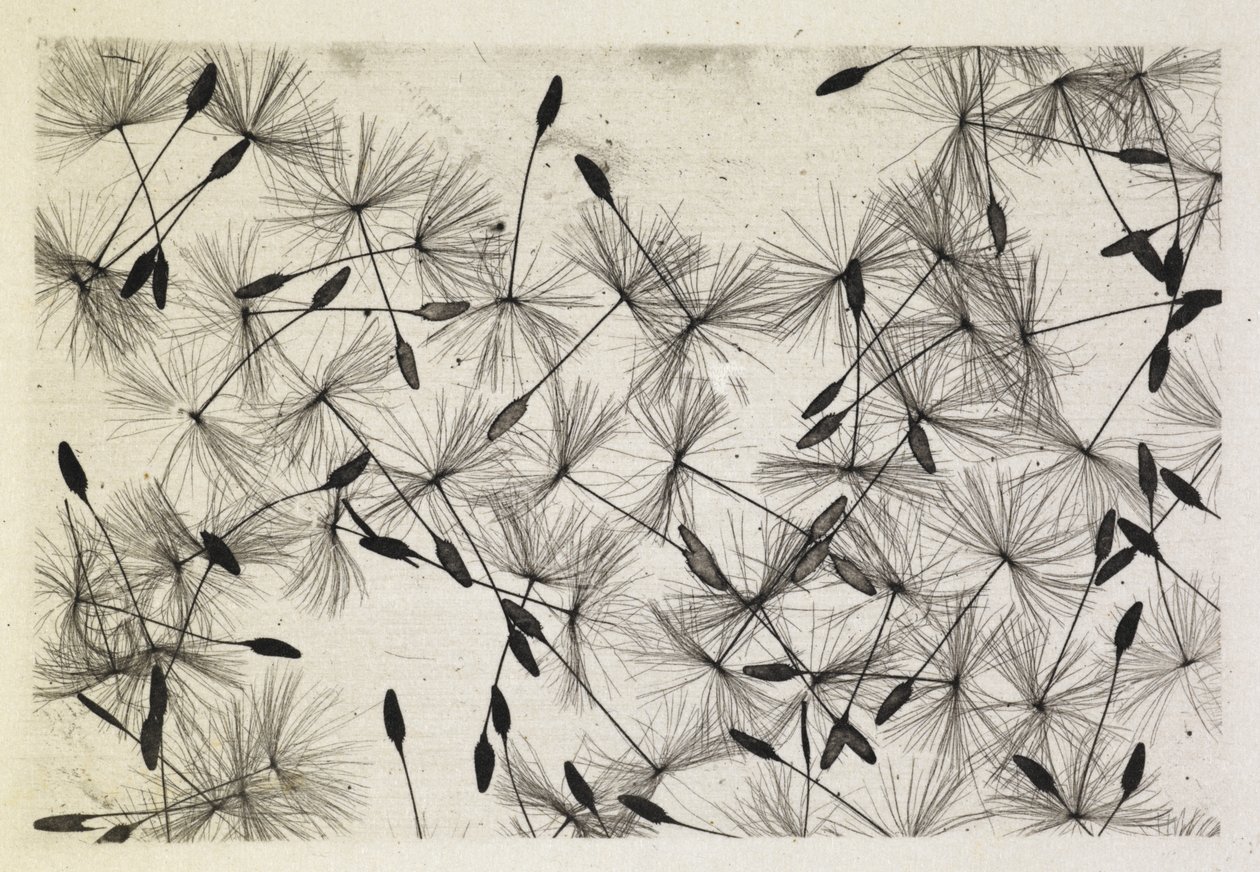 Talbot fotó 24 1730 alkotó: William Henry Fox Talbot