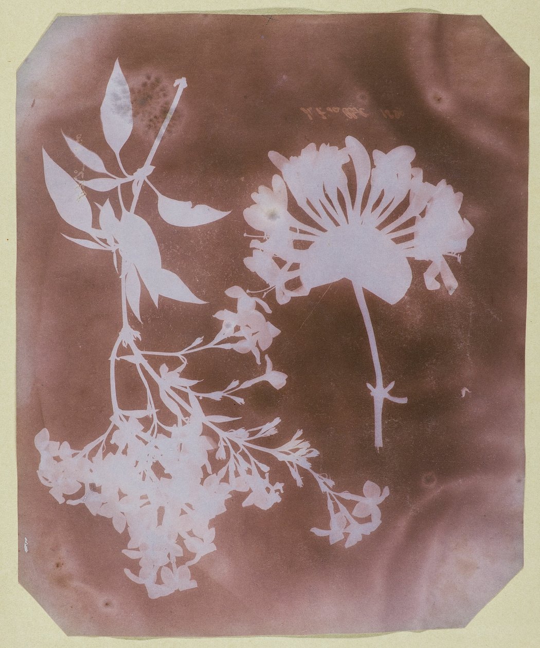 Két növényi példány alkotó: William Henry Fox Talbot