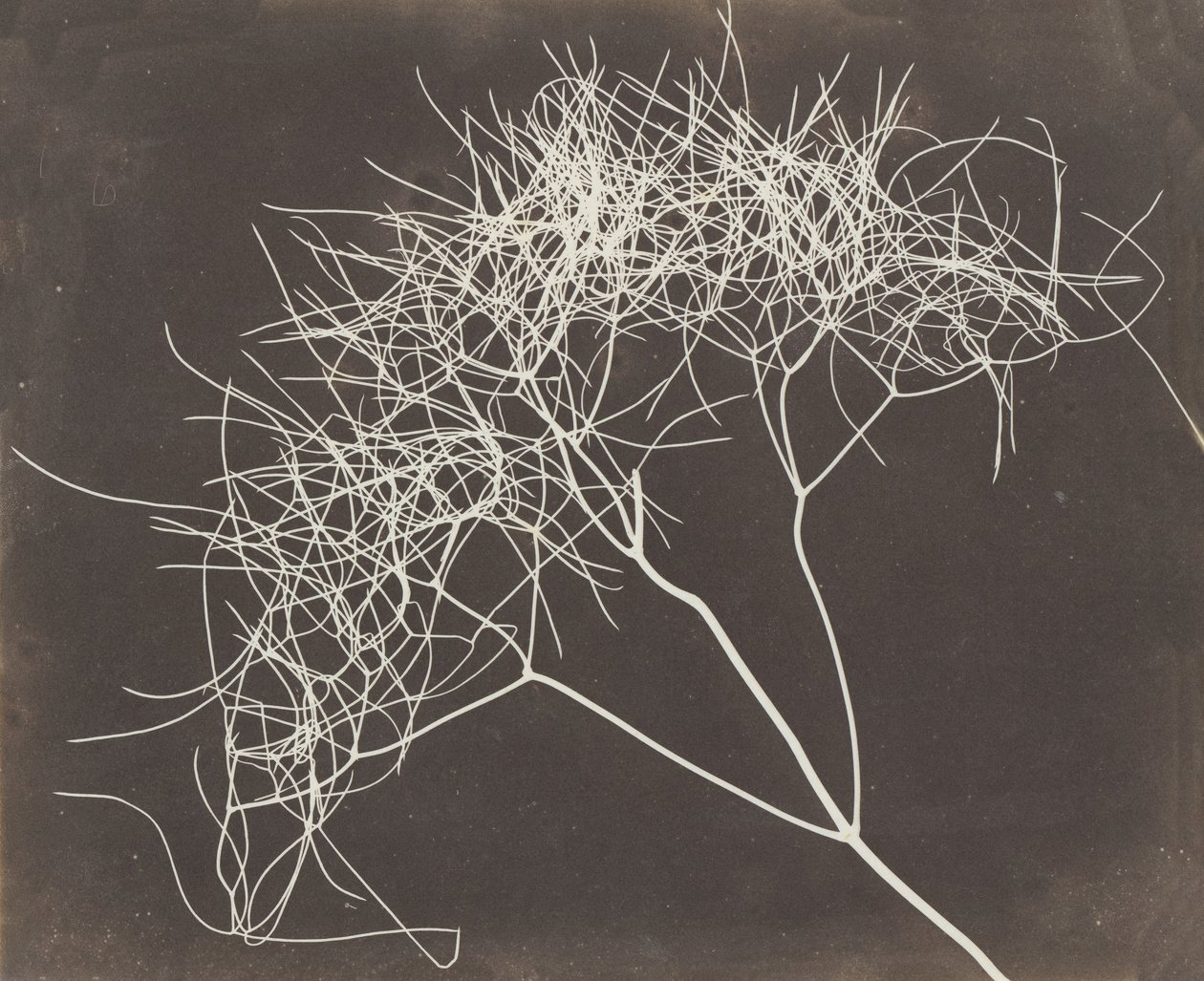 [Vad édeskömény], 1841-42. alkotó: William Henry Fox Talbot