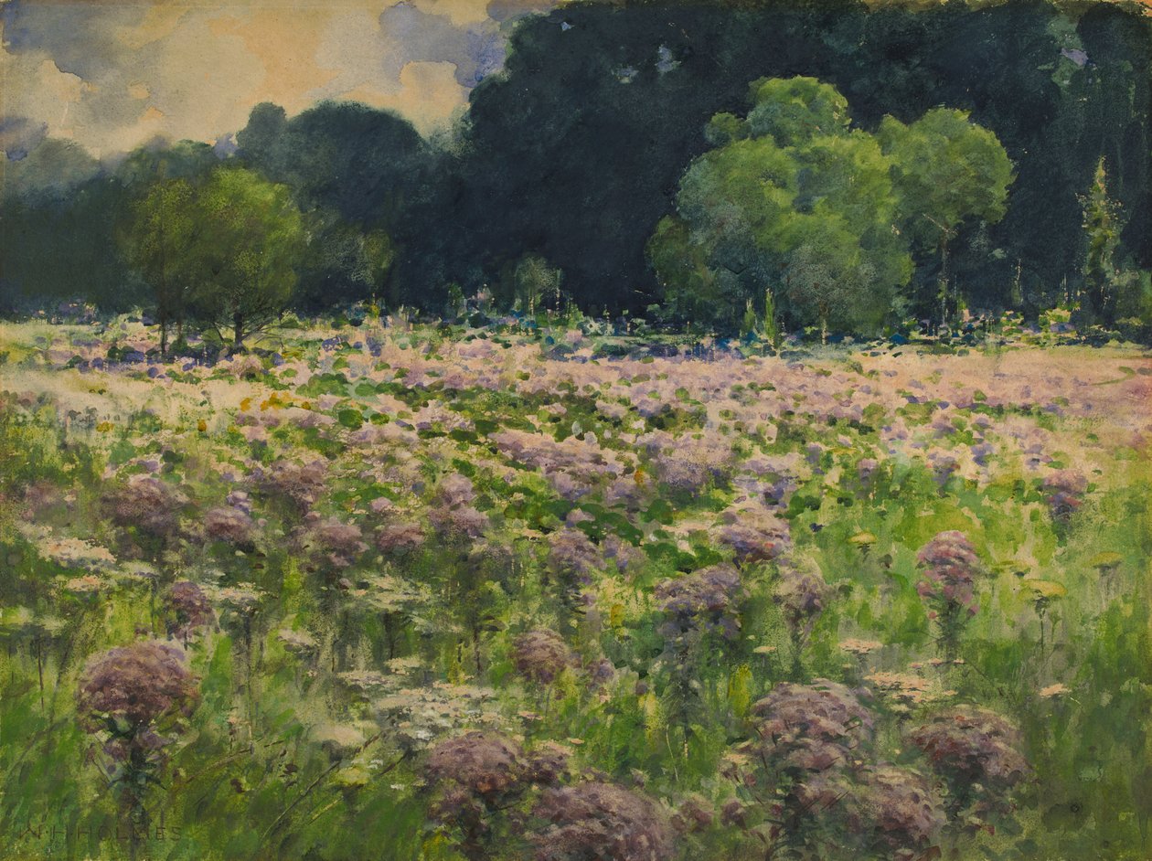 Joe Pie Weeds mezője A rét büszkesége, n.d. alkotó: William Henry Holmes