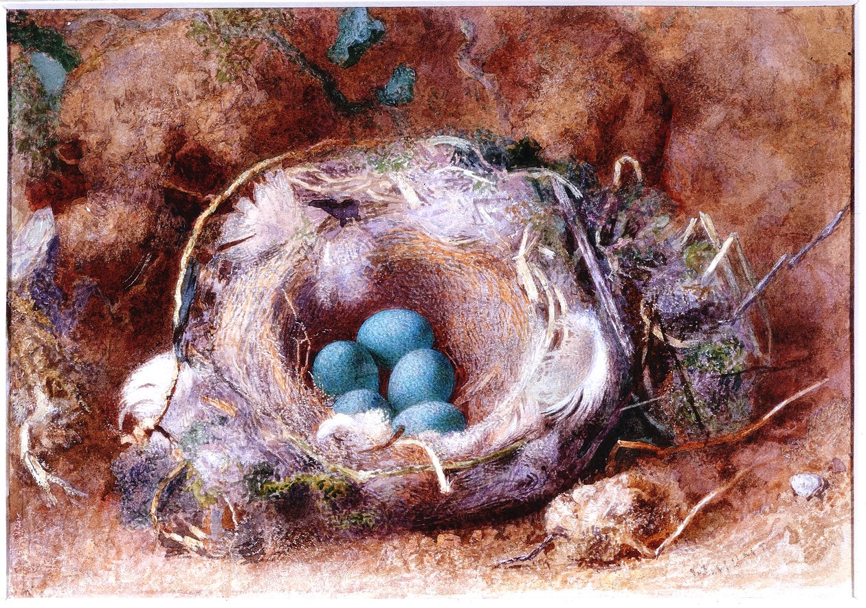 Madárfészek, 1825-1850 körül (akvarell és gouache) alkotó: William Henry Hunt