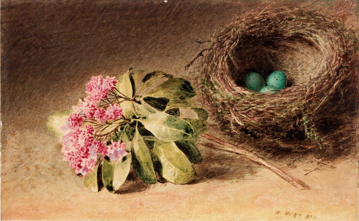 Madárfészek virággal (testszín) alkotó: William Henry Hunt