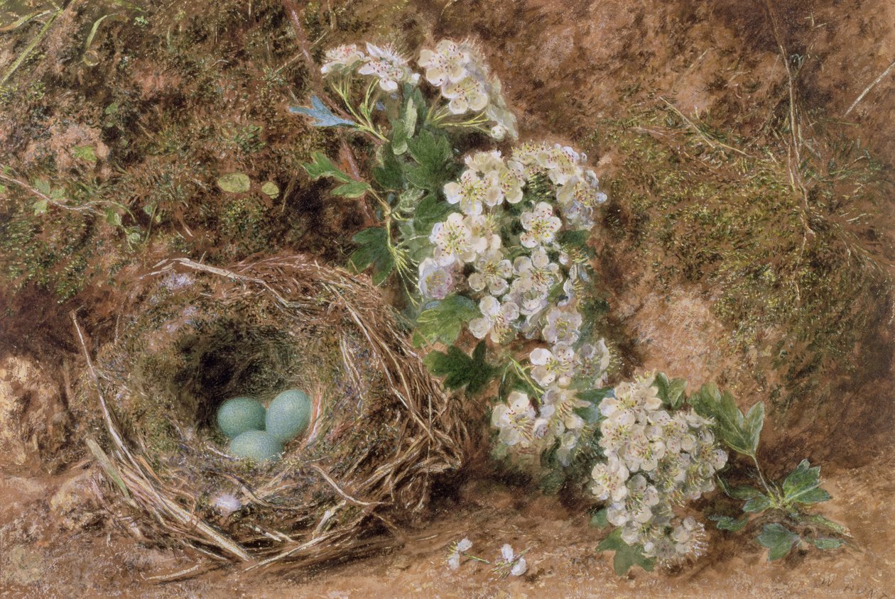 Májusvirág és sövényverébfészek, 1845 alkotó: William Henry Hunt