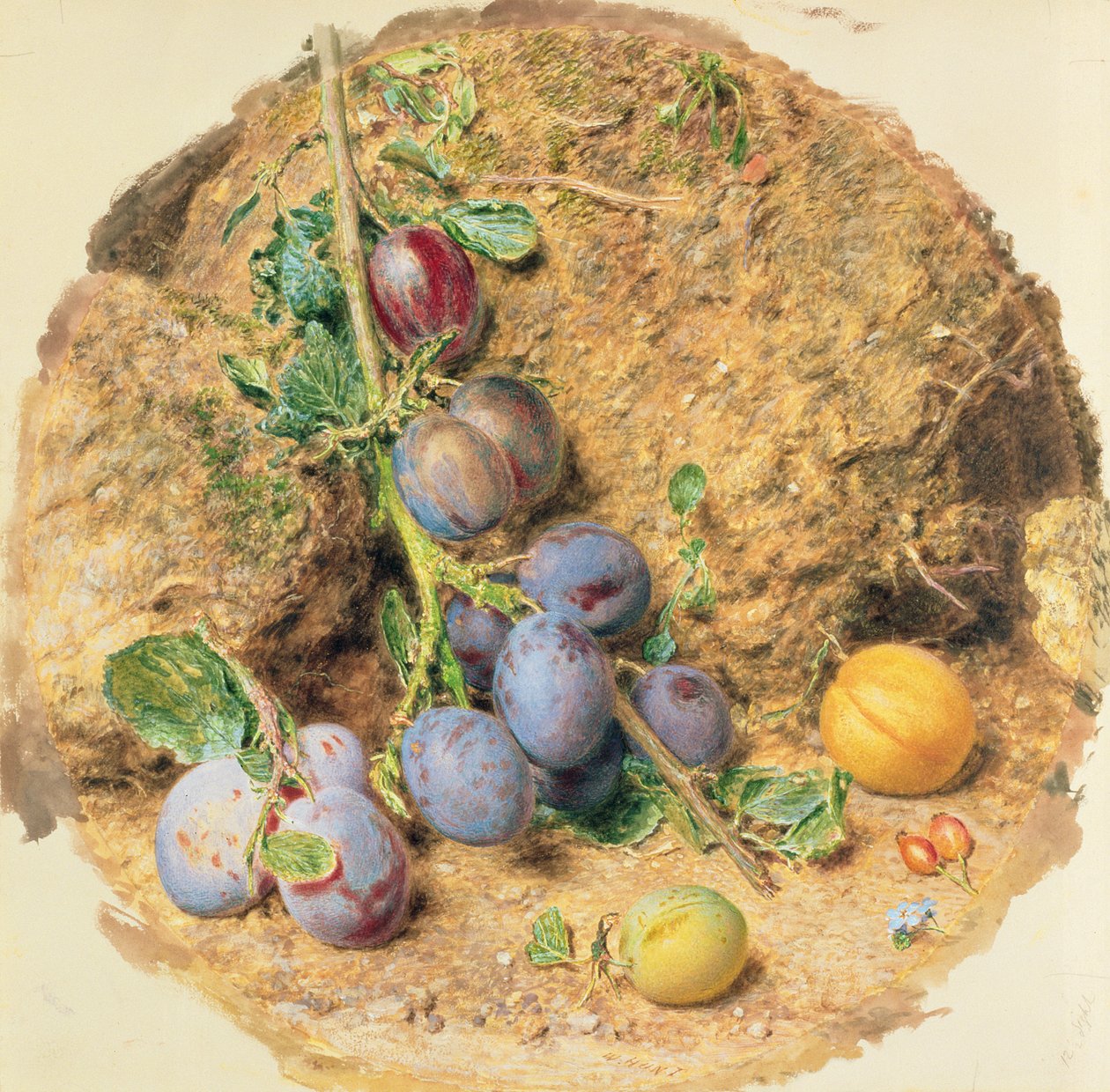 Szilva alkotó: William Henry Hunt