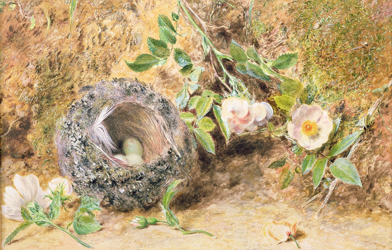 Csendélet Chaffinch Nest-el alkotó: William Henry Hunt