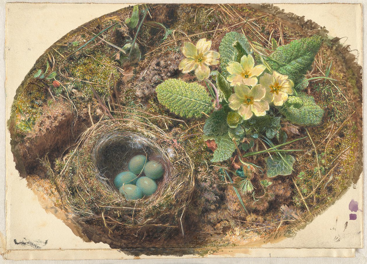 Kis madárfészek alkotó: William Henry Hunt