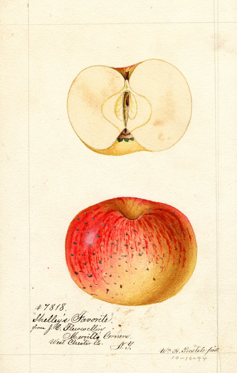 Shelley kedvenc almái (Malus domestica) (akvarell) alkotó: William Henry Prestele