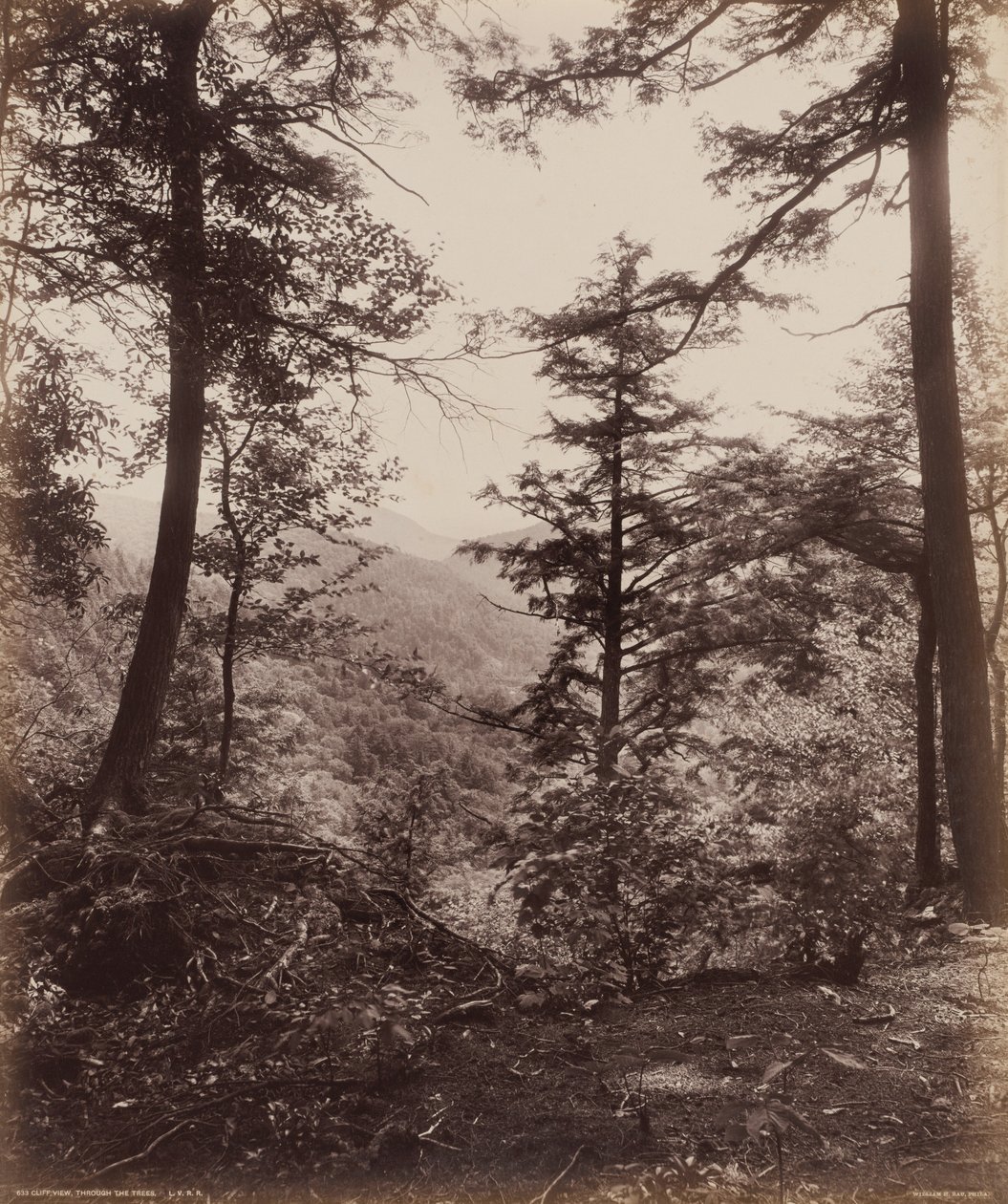 Cliff View, Through the Trees,c. 1895 (fotó) alkotó: William Herman Rau