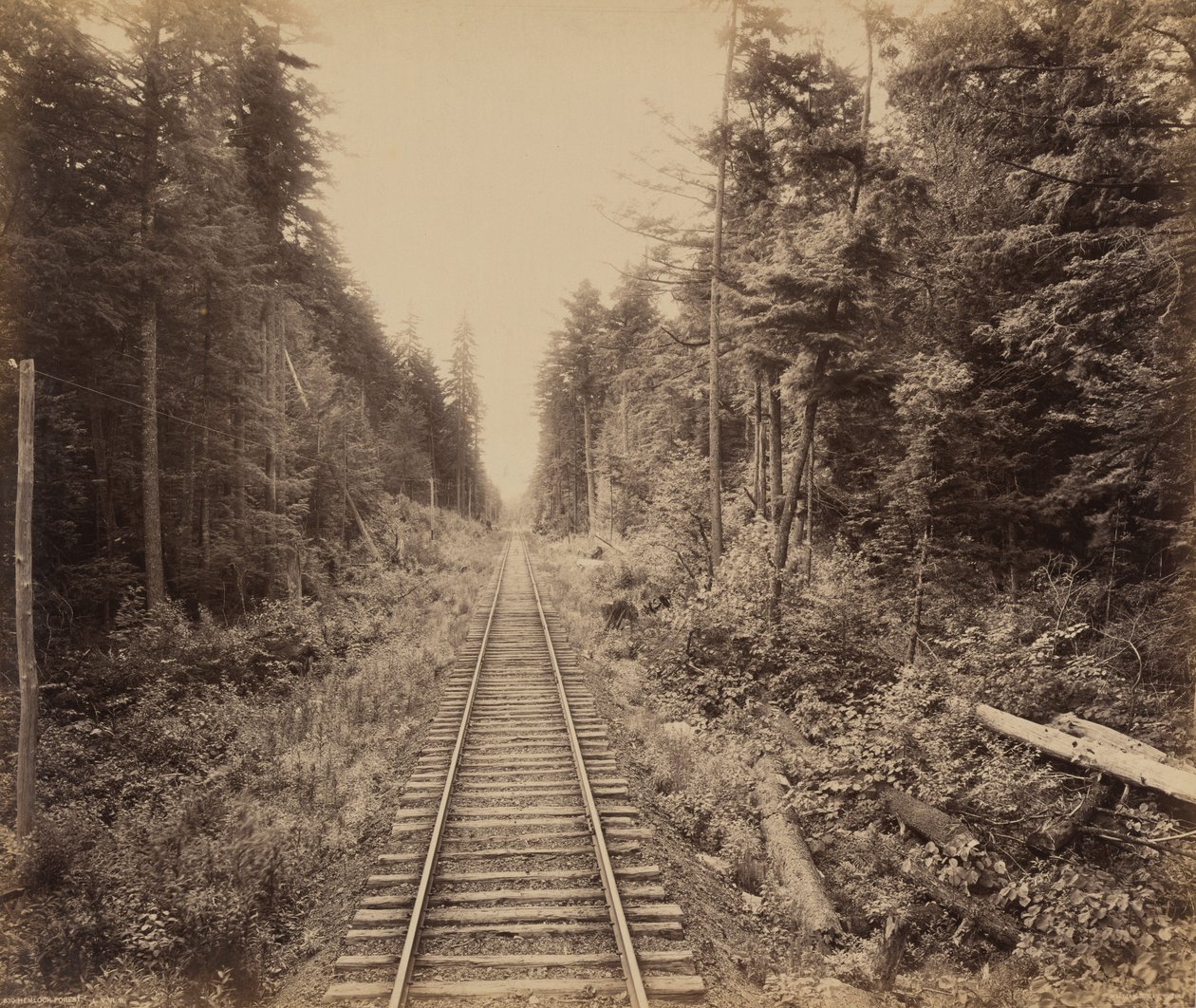 Hemlock Forest,c. 1895 (fotó) alkotó: William Herman Rau