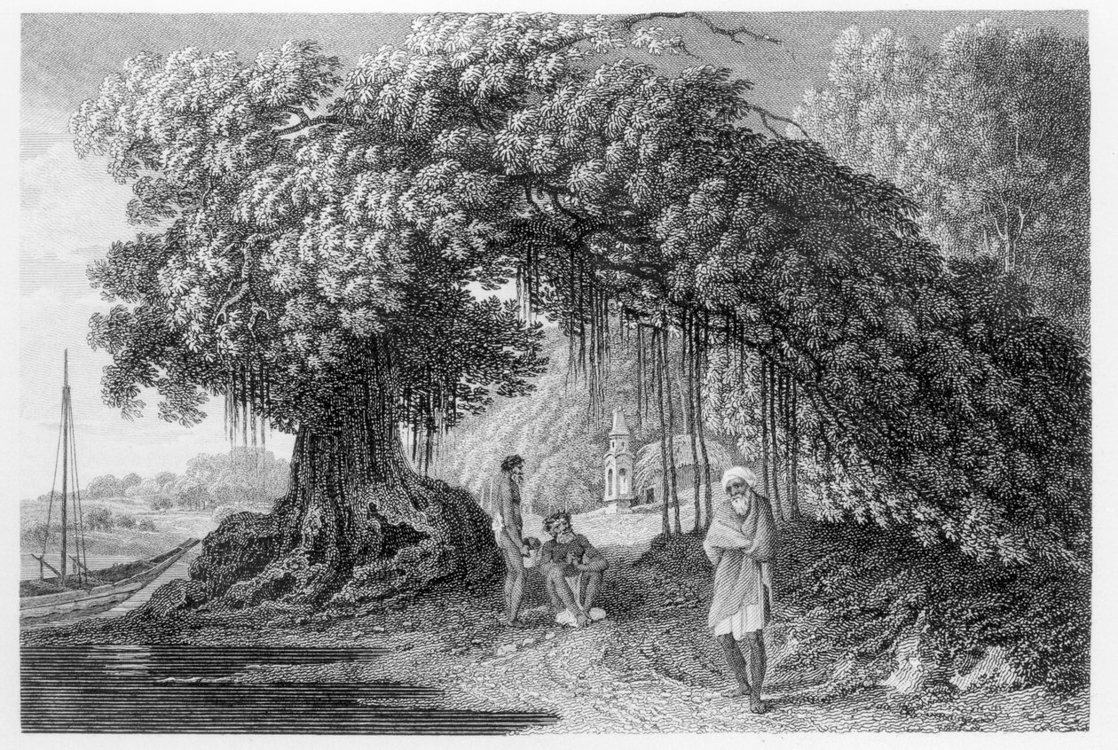 Banyan Tree, William Hodges „Utazások Indiában az 1780-83-as években” című művéből, Benjamin Pouncy (fl.1772-99) metszete, 1792-ben megjelent alkotó: William Hodges