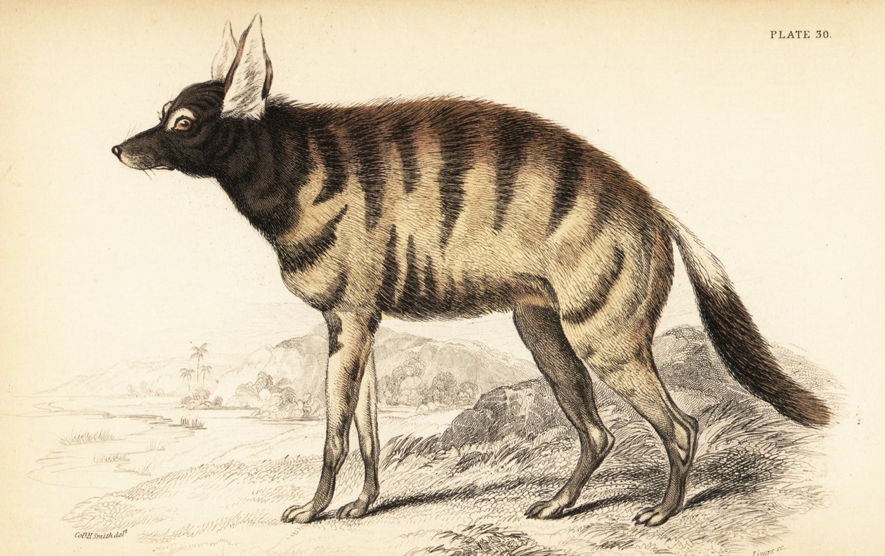 Ordwolf, Protellus Cristata (Protellus lalandi, Vive hynoids) alkotó: William Home Lizars