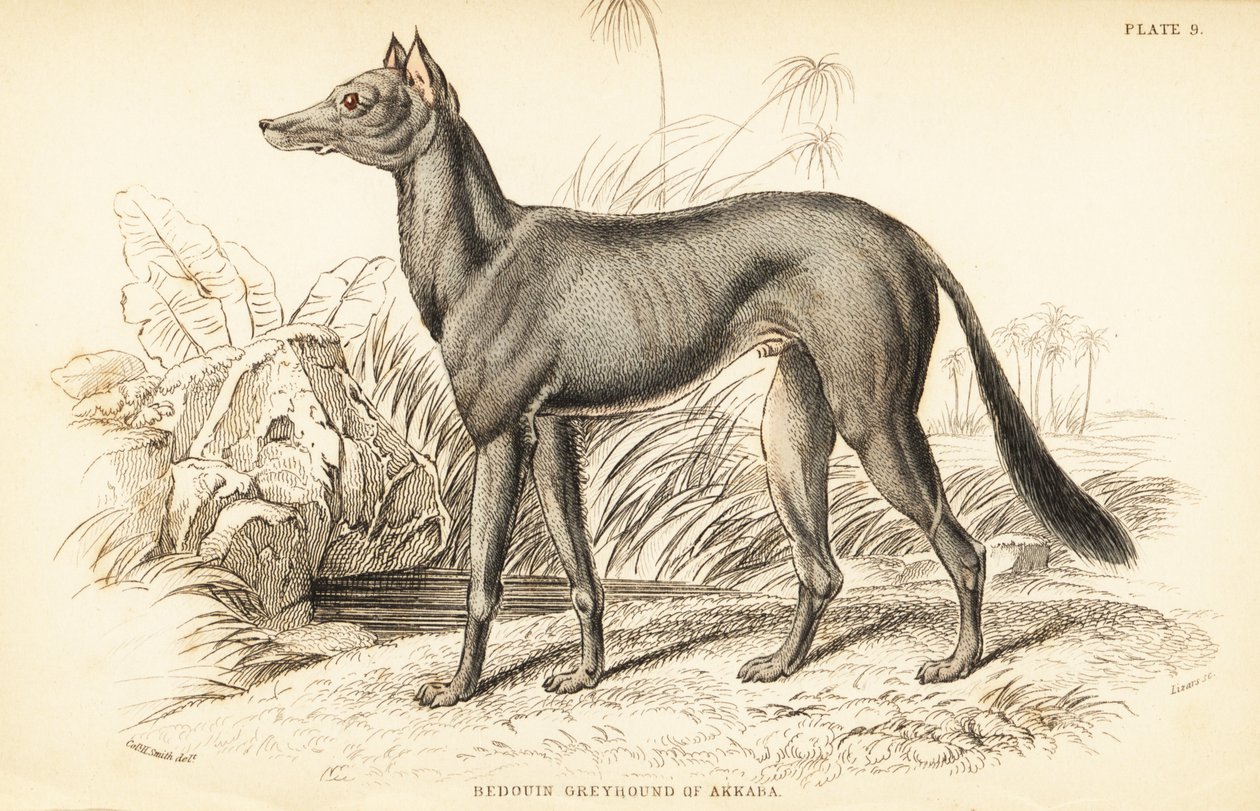 Arab agár, Canis lupus familiaris alkotó: William Home Lizars