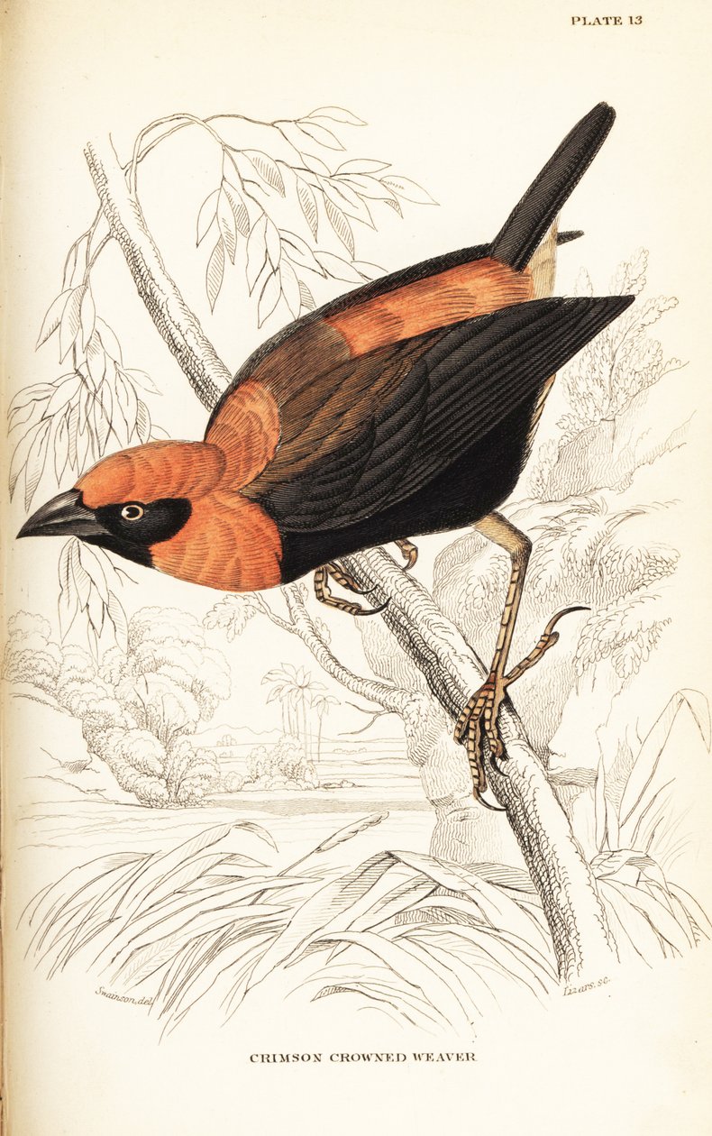 Fekete szárnyú vörös püspök, Euplectes hordeaceus (bíborkoronás takács, Euplectes flammiceps) alkotó: William Home Lizars