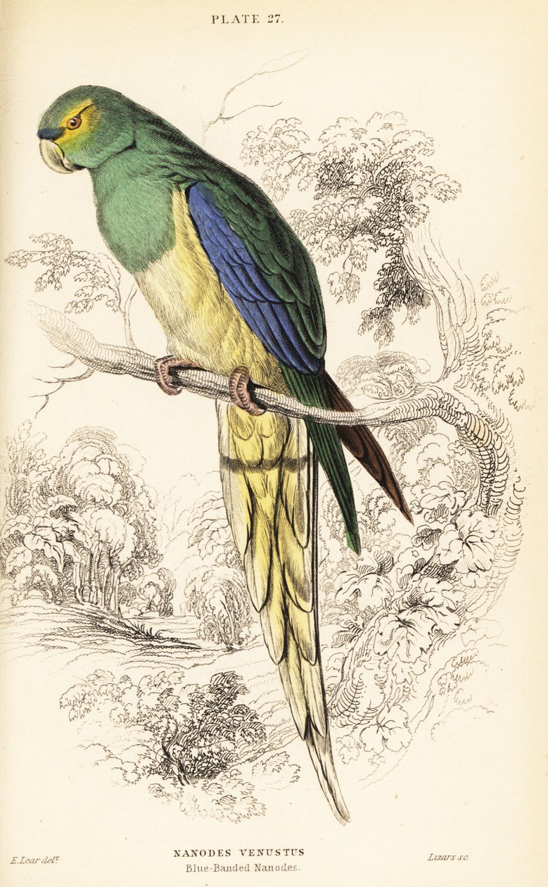 Kékszárnyú papagáj, Neophema chrysostoma alkotó: William Home Lizars