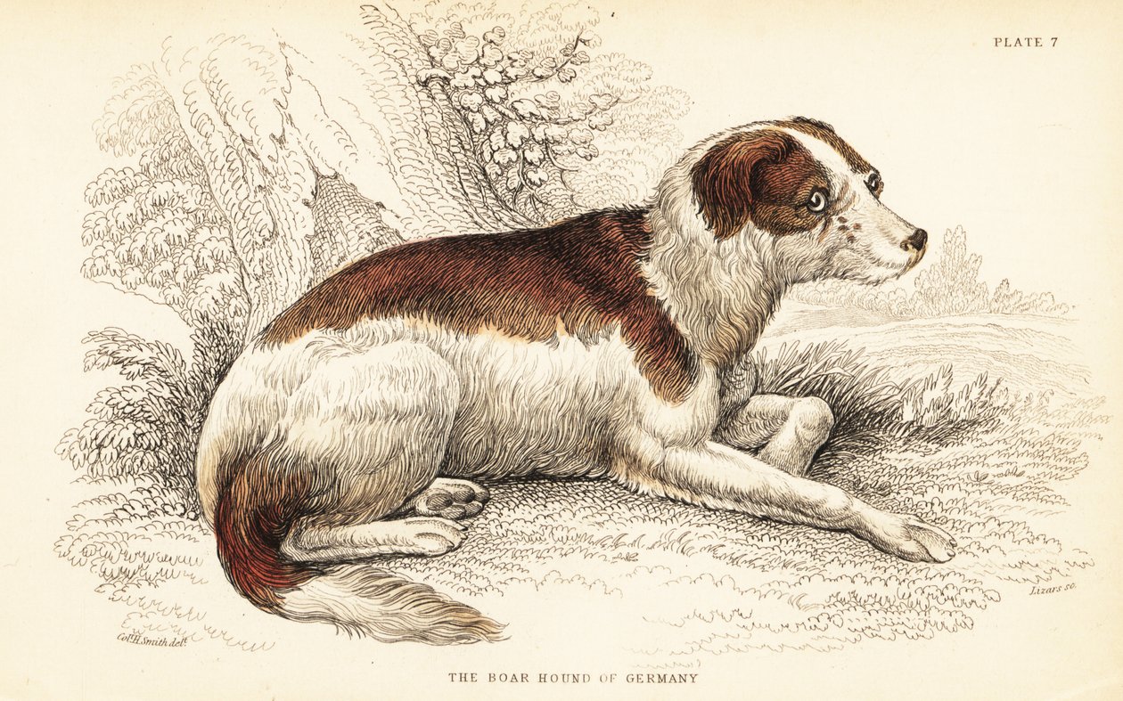 Németországi vaddisznókutya, Canis lupus familiaris alkotó: William Home Lizars