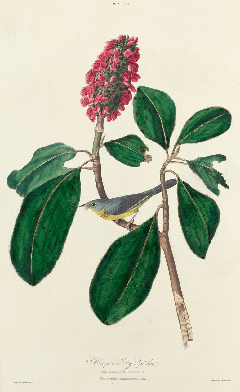 Bonaparte légyfogó, 1827. alkotó: William Home Lizars