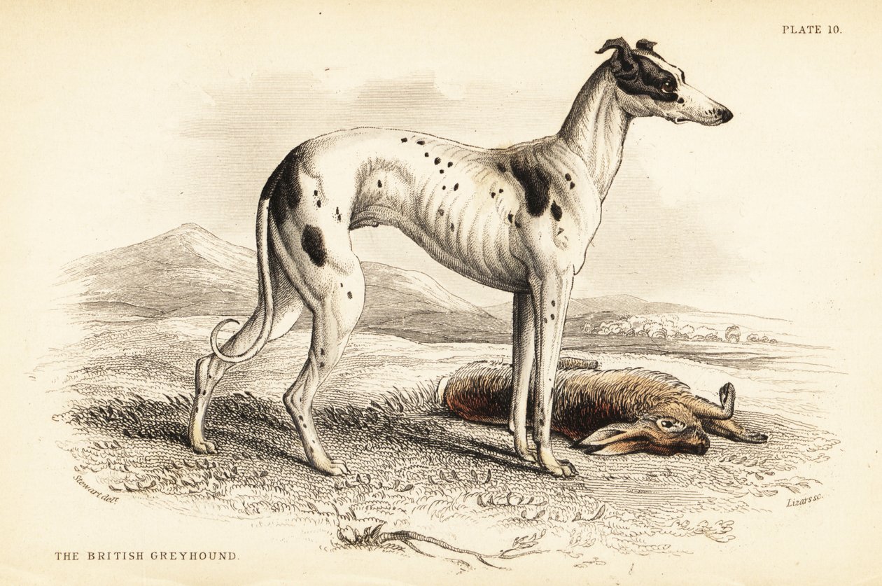 Brit agár, Canis lupus familiaris alkotó: William Home Lizars
