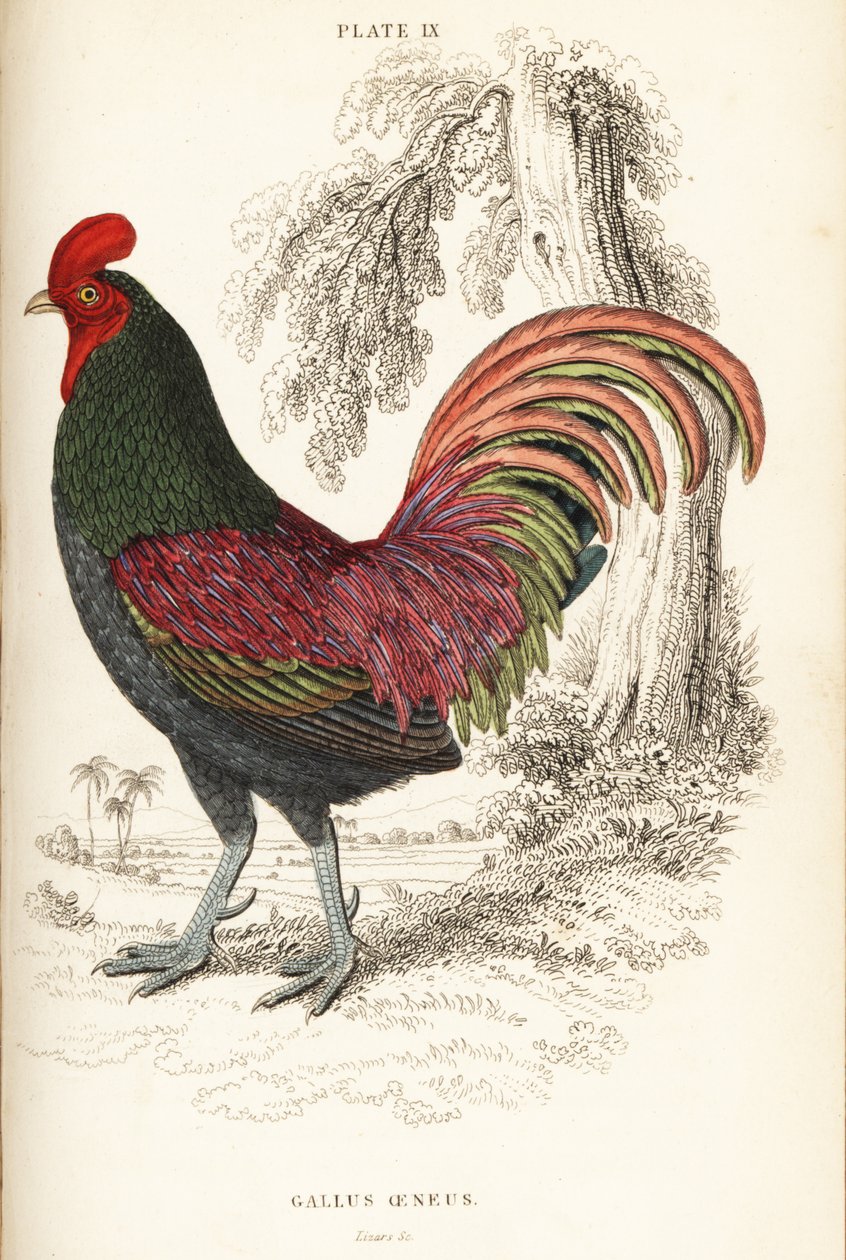 Szumátrai bronz kakas, Gallus aeneus alkotó: William Home Lizars