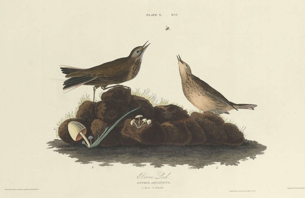Barna pacsirta, 1827. alkotó: William Home Lizars