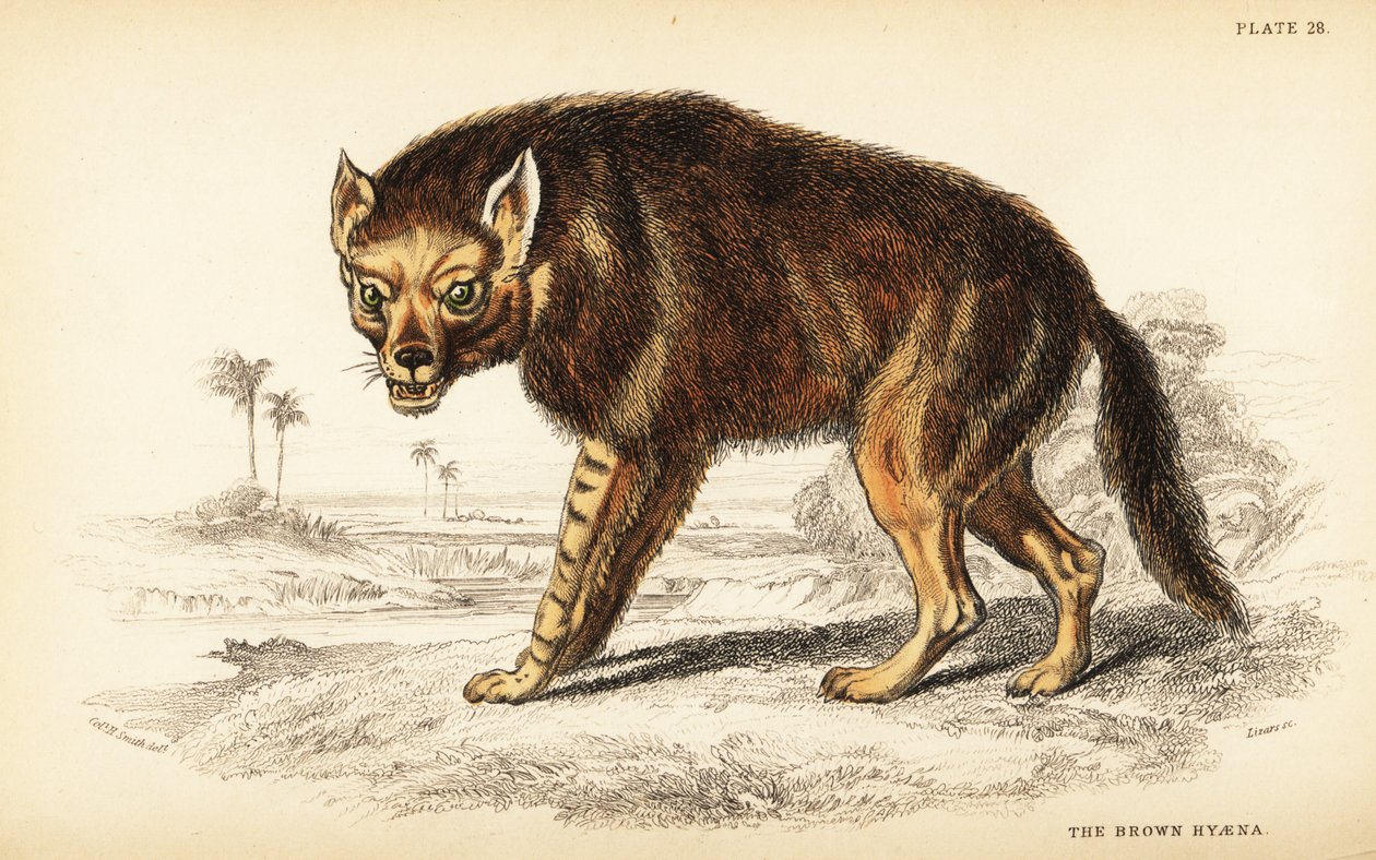 Barna hiéna vagy strandfarkas, Hyaena brunnea (Hyaena fusca) alkotó: William Home Lizars