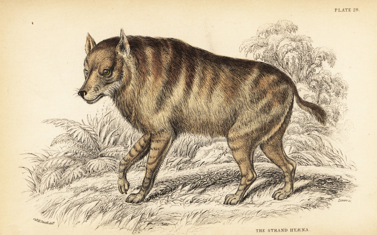 Barna hiéna vagy strandfarkas, Hyaena brunnea (Strand hyena, Hyaena villosa) alkotó: William Home Lizars