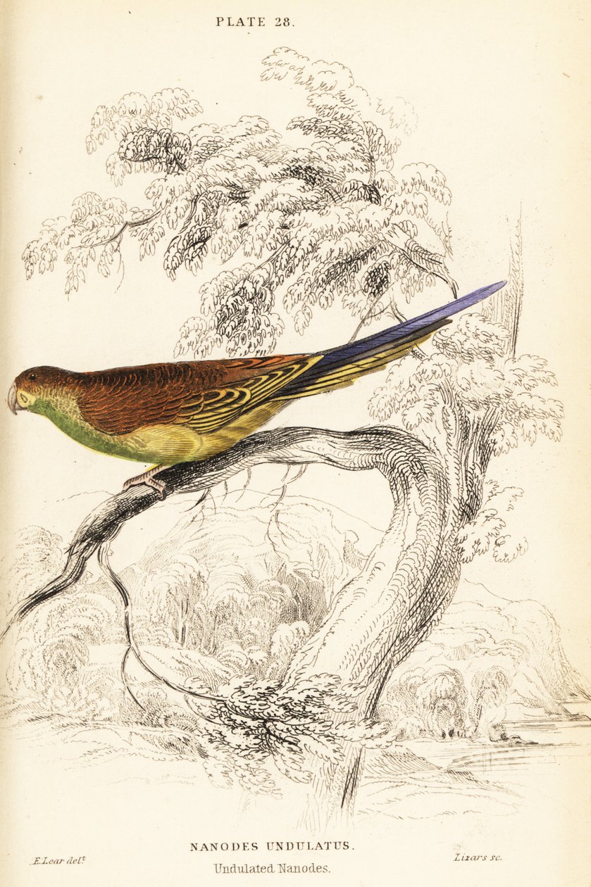 Papagáj, Melopsittacus undulatus alkotó: William Home Lizars