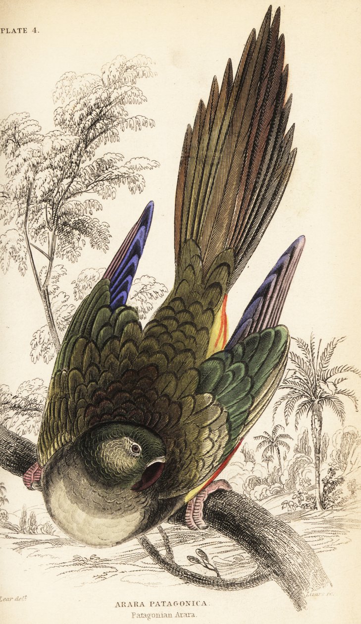 Burrow papagáj vagy patagóniai conure, Cyanoliseus patagonus alkotó: William Home Lizars