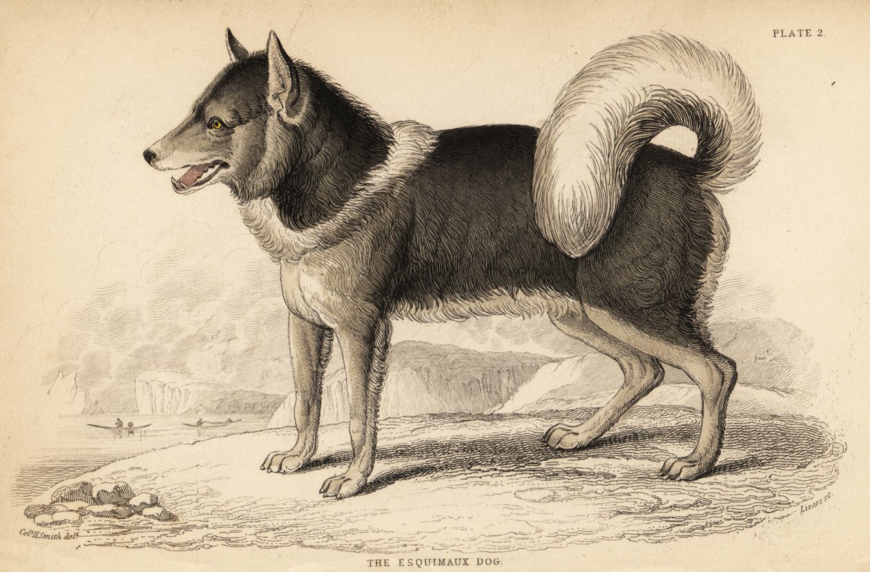Kanadai eszkimó kutya vagy qimmiq, Canis lupus alkotó: William Home Lizars