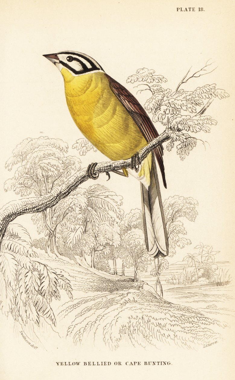 Felsősármány, Emberiza capensis (sárgahasú sármány, Fringillaria capensis) alkotó: William Home Lizars