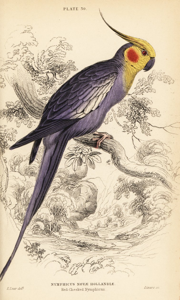 Cockatiel, Nymphicus hollandicus alkotó: William Home Lizars