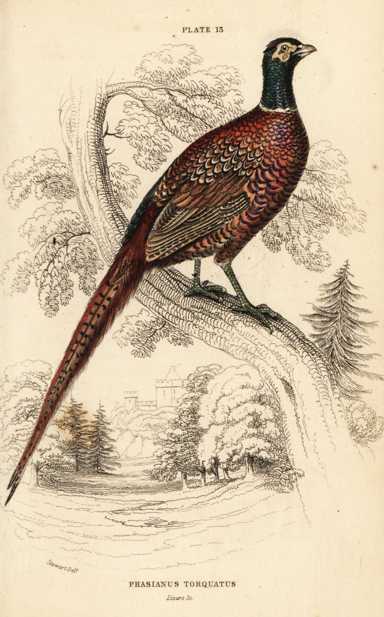Közönséges fácán (gyűrűs nyakú), fácán colchicus torquatus alkotó: William Home Lizars